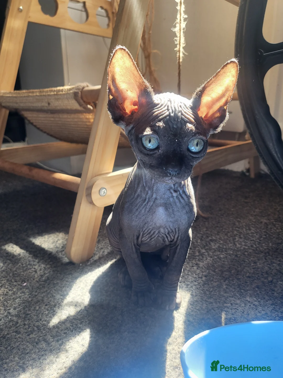 Sphynx cats for sale: Little kittens sphynx  - Advert 1