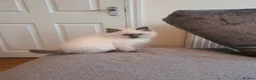 Ragdoll cats for sale: 🐈💕Gorgeous GCCF Blue Point Kittens💕🐈 in Preston - Advert 11