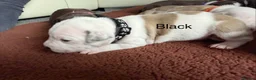 Staffordshire Bull Terrier dogs for sale: Beautiful staffy puppies in Billingshurst - Advert 11