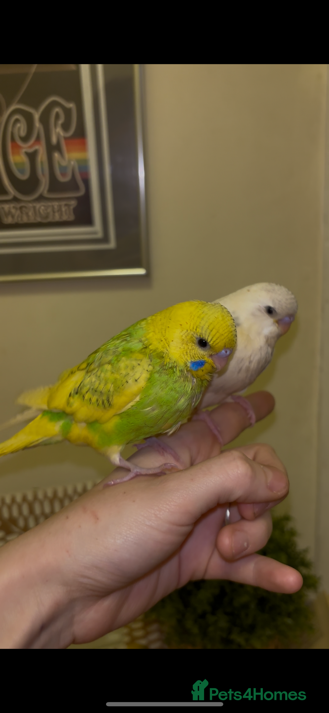 Budgerigars birds for sale: Hand reared hand tame baby budgies - Advert 4