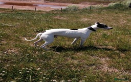 Whippet dogs for stud: Whippet Studs in Boston - Image 4