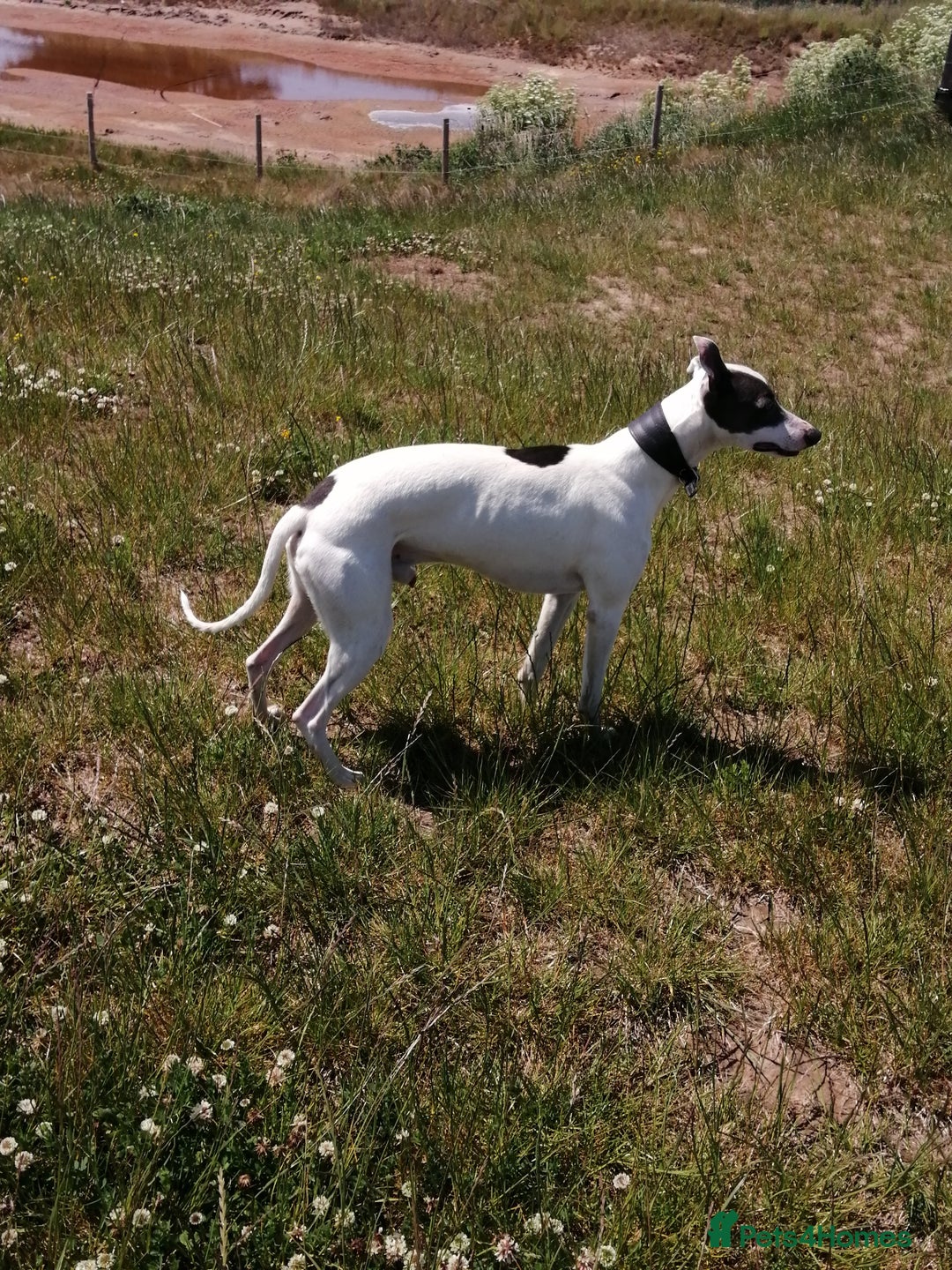 Whippet dogs for stud: Whippet Studs in Boston - Image 4