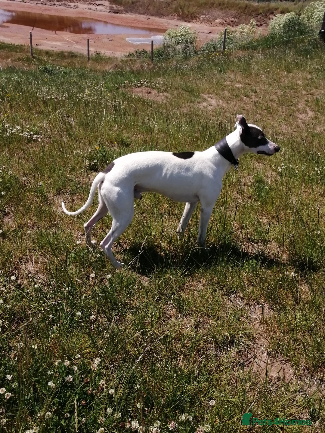 Whippet dogs for stud: Whippet Studs in Boston - Advert 4