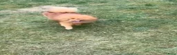 Pomeranian dogs for sale: Pomeranian (Girl) - Advert 2