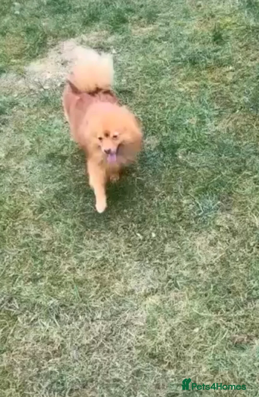 Pomeranian dogs for sale: Pomeranian (Girl) - Advert 2