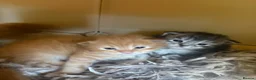Maine Coon cats for sale: 6 Pure mainecoon kittens  - Advert 9