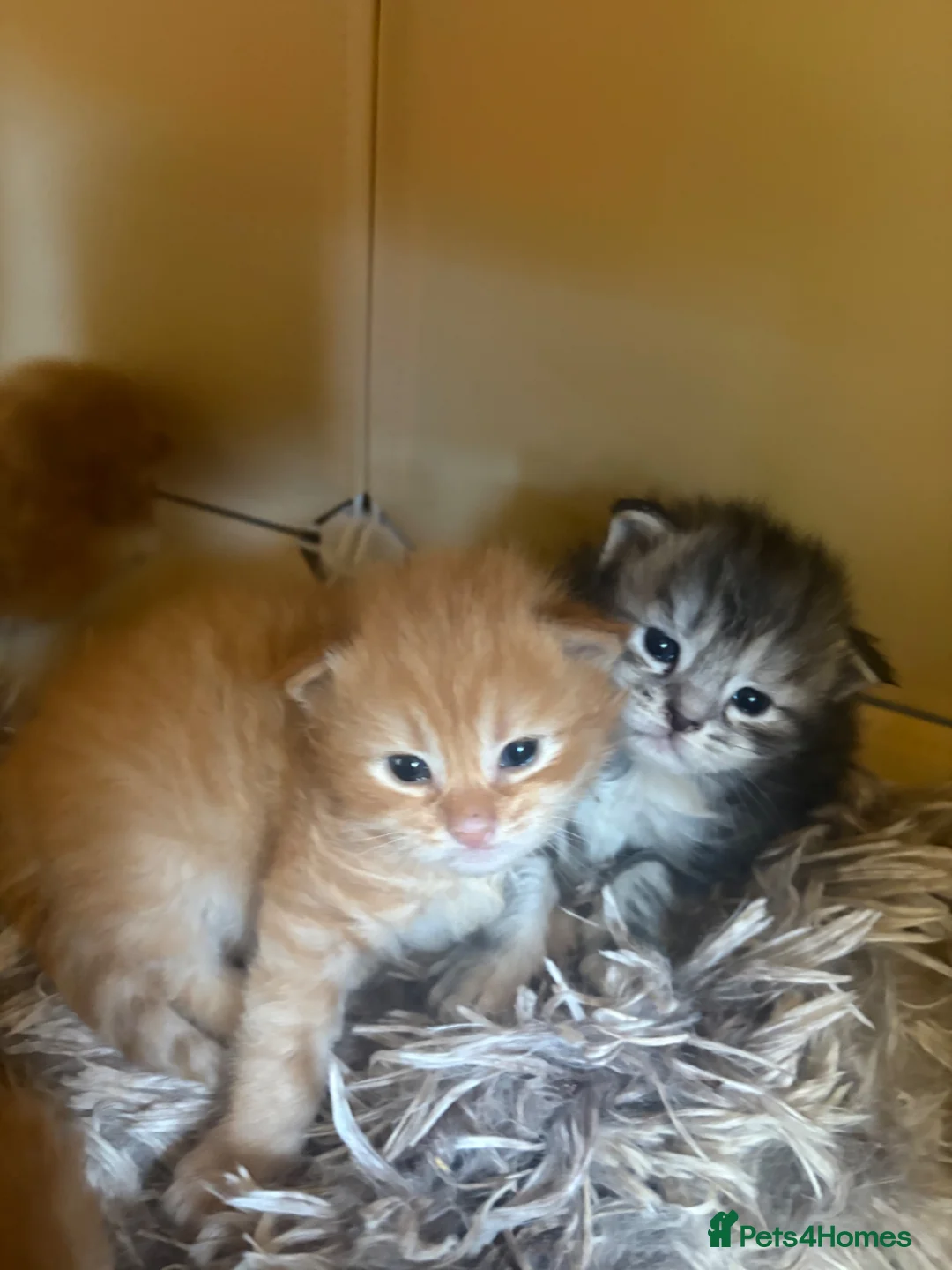 Maine Coon cats for sale: 6 Pure mainecoon kittens  - Advert 9