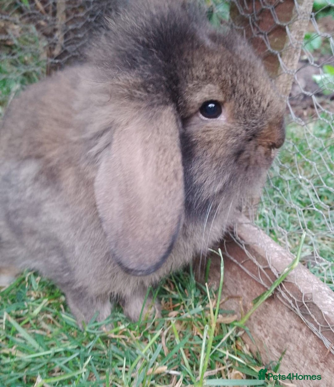 French Lop rabbits for sale:  1 lionhead rabbit  baby 9 weeks  for sale - Image 2
