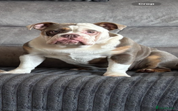 Mixed Breed dogs for sale: New English Bulldog  - Image 2