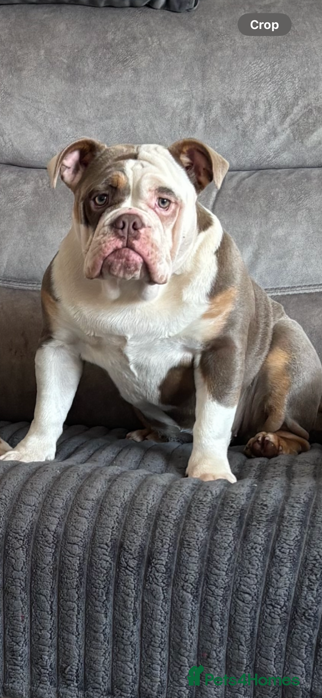 Mixed Breed dogs for sale: New English Bulldog  - Image 2