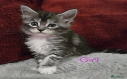 Maine Coon cats for sale: 1 Maine Coon kitten boy. - Image 13