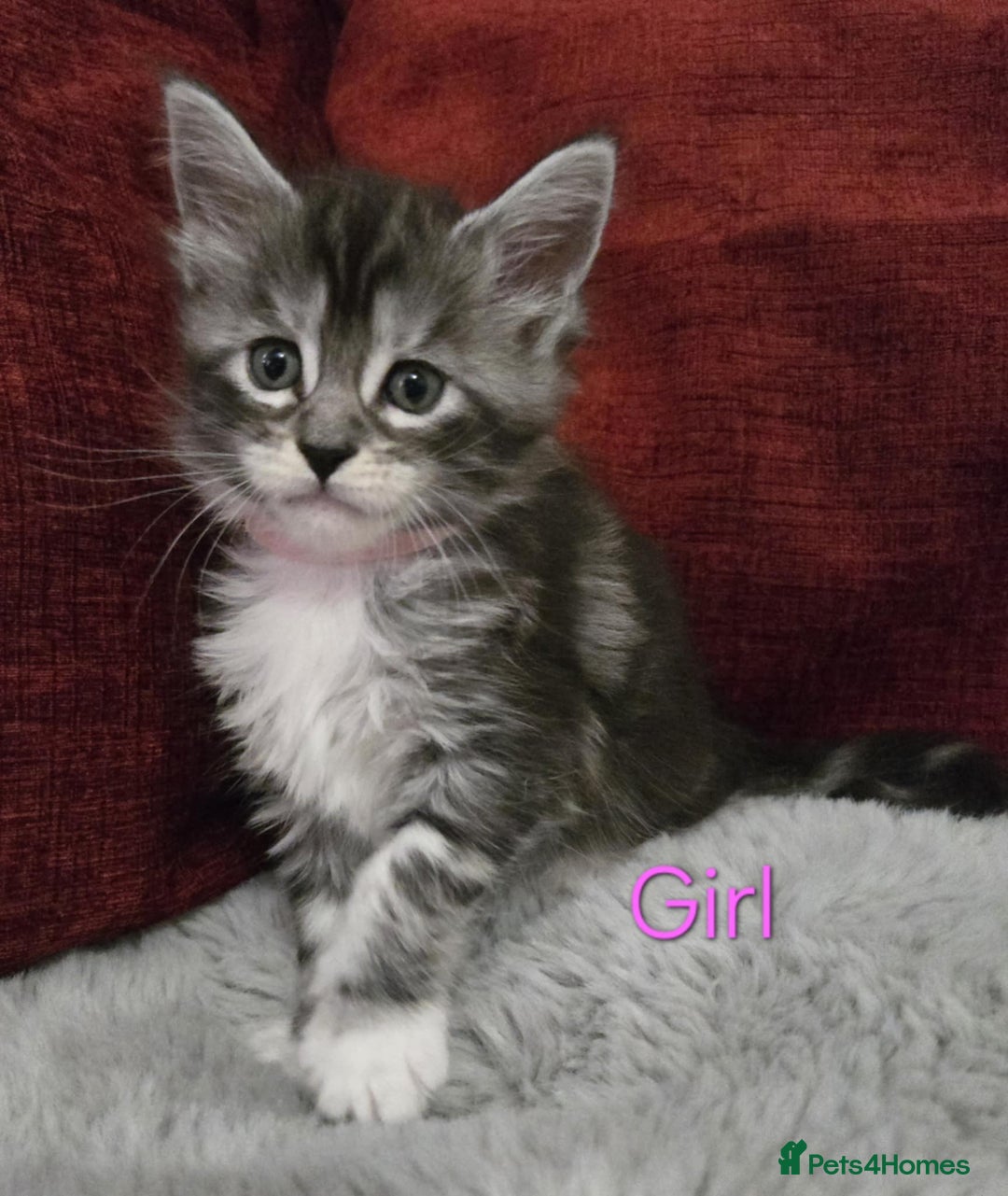 Maine Coon cats for sale: 1 Maine Coon kitten boy. - Image 13