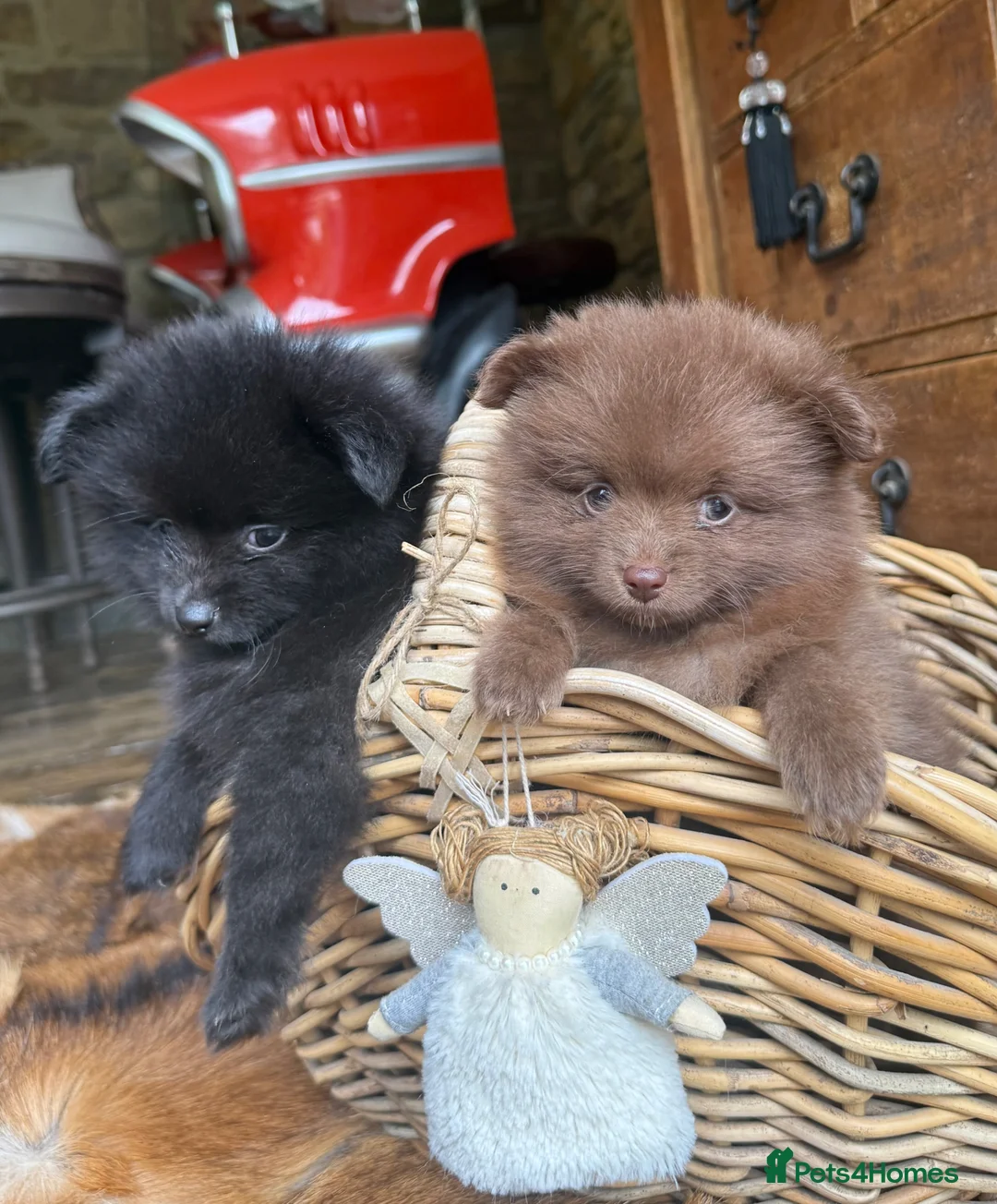 Pomeranian dogs for sale: Tiny Russian Pomeranian Puppies  - Advert 1
