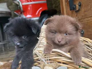 Pomeranian dogs Tiny Russian Pomeranian Puppies - Advert 1