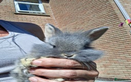 Mini Lion Lop rabbits for sale: Beautiful Blue Otter Mini Lionlops - Image 1