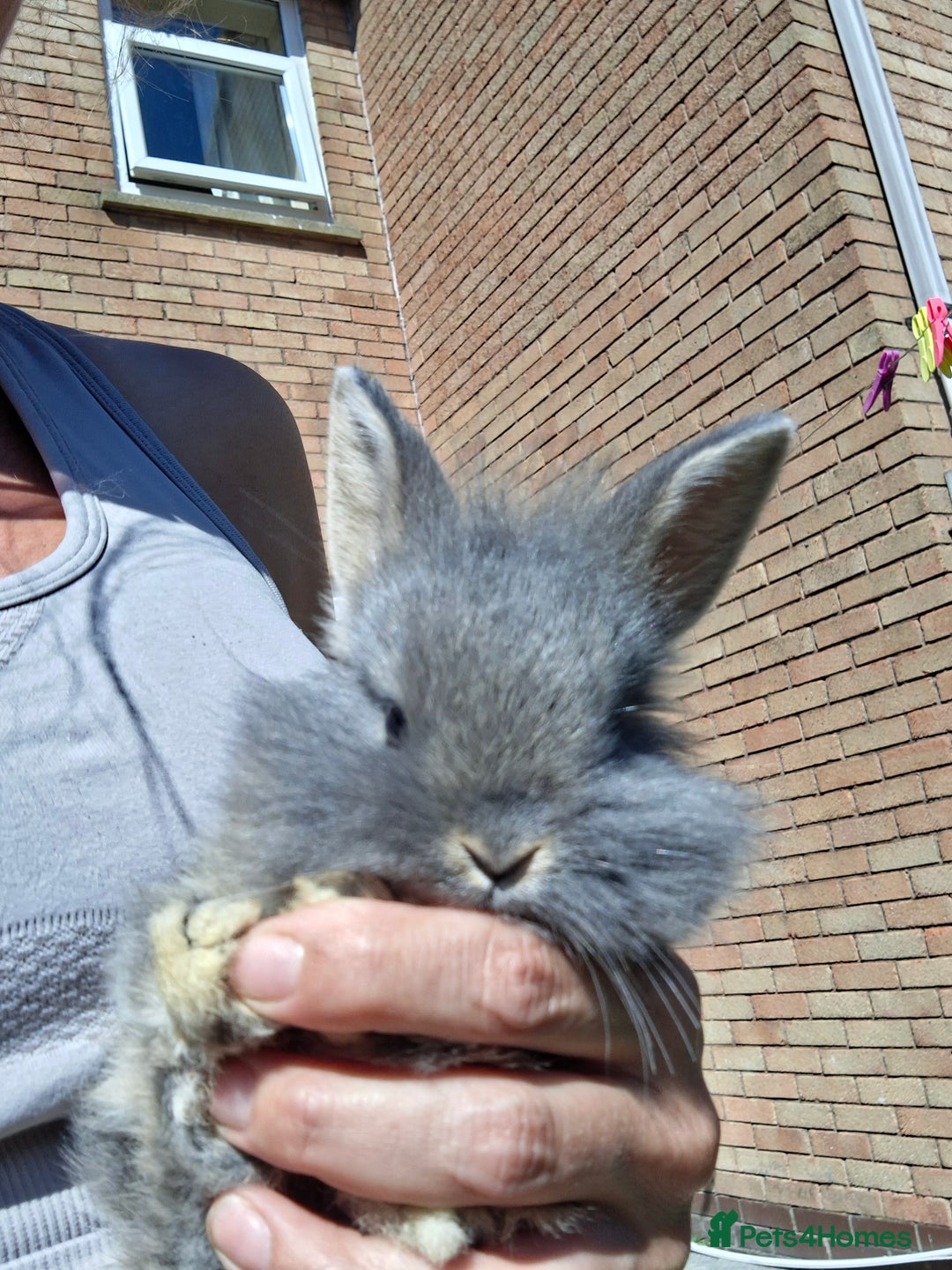 Mini Lion Lop rabbits for sale: Beautiful Blue Otter Mini Lionlops - Image 1