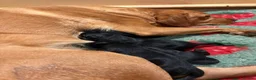 Labrador Retriever dogs for sale: Black Labrador dog  - Advert 6