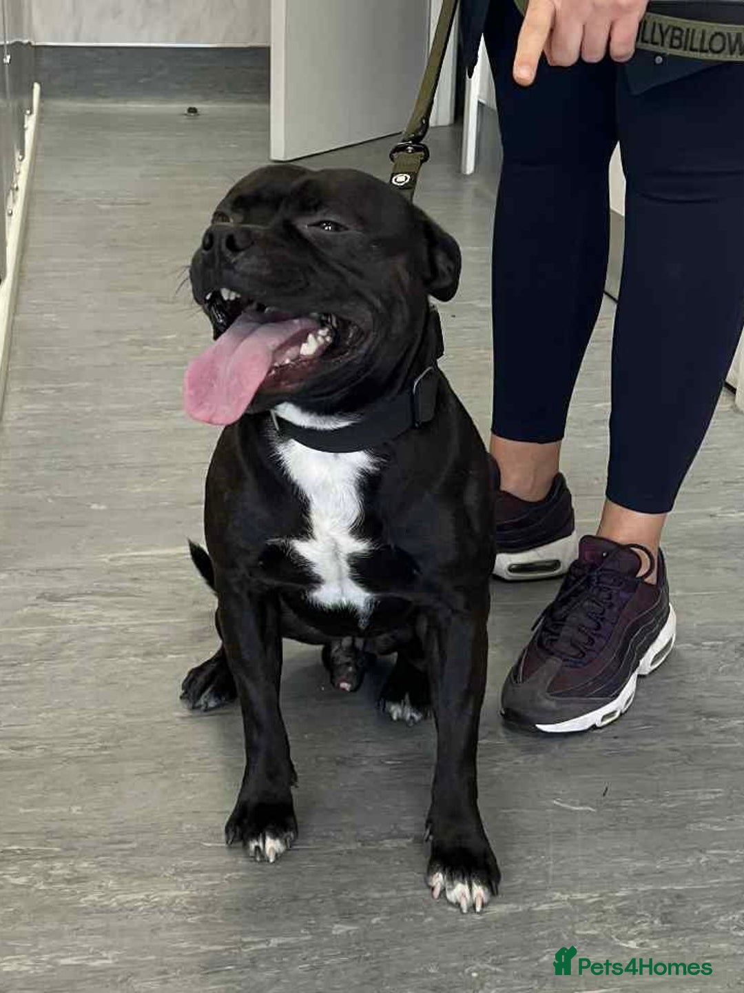 Staffordshire Bull Terrier dogs for sale: Precious Puppies Ready to Join Your Family - Advert 12