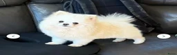 Pomeranian dogs for sale: 🐶Beautiful Pomeranian Puppies 🖤🤍 in London - Advert 3