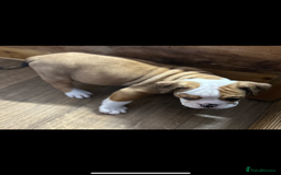 English Bulldog dogs for sale: English bulldogs  - Image 13