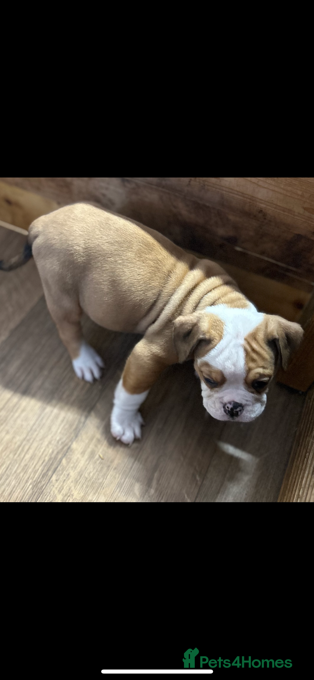 English Bulldog dogs for sale: English bulldogs  - Image 13