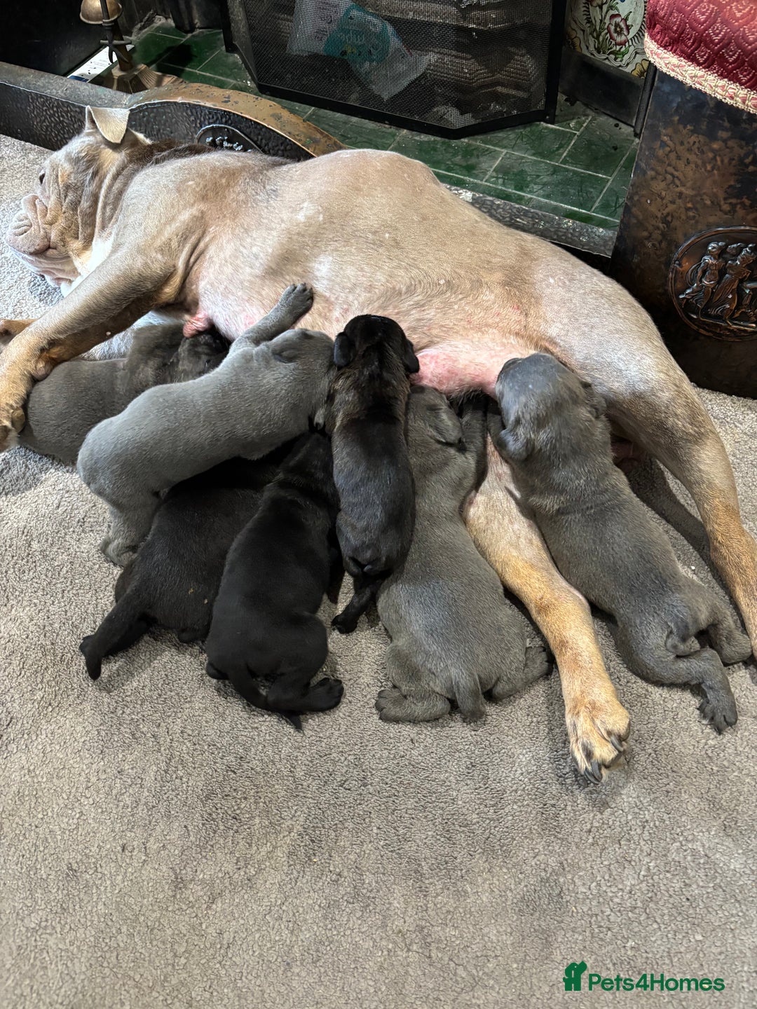 Mixed Breed dogs for sale: canó corso cross british bulldog puppy’s  - Image 22