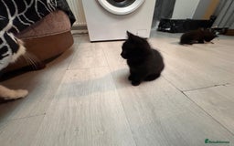 British Shorthair cats for sale: British shorthairs kittens - Image 4