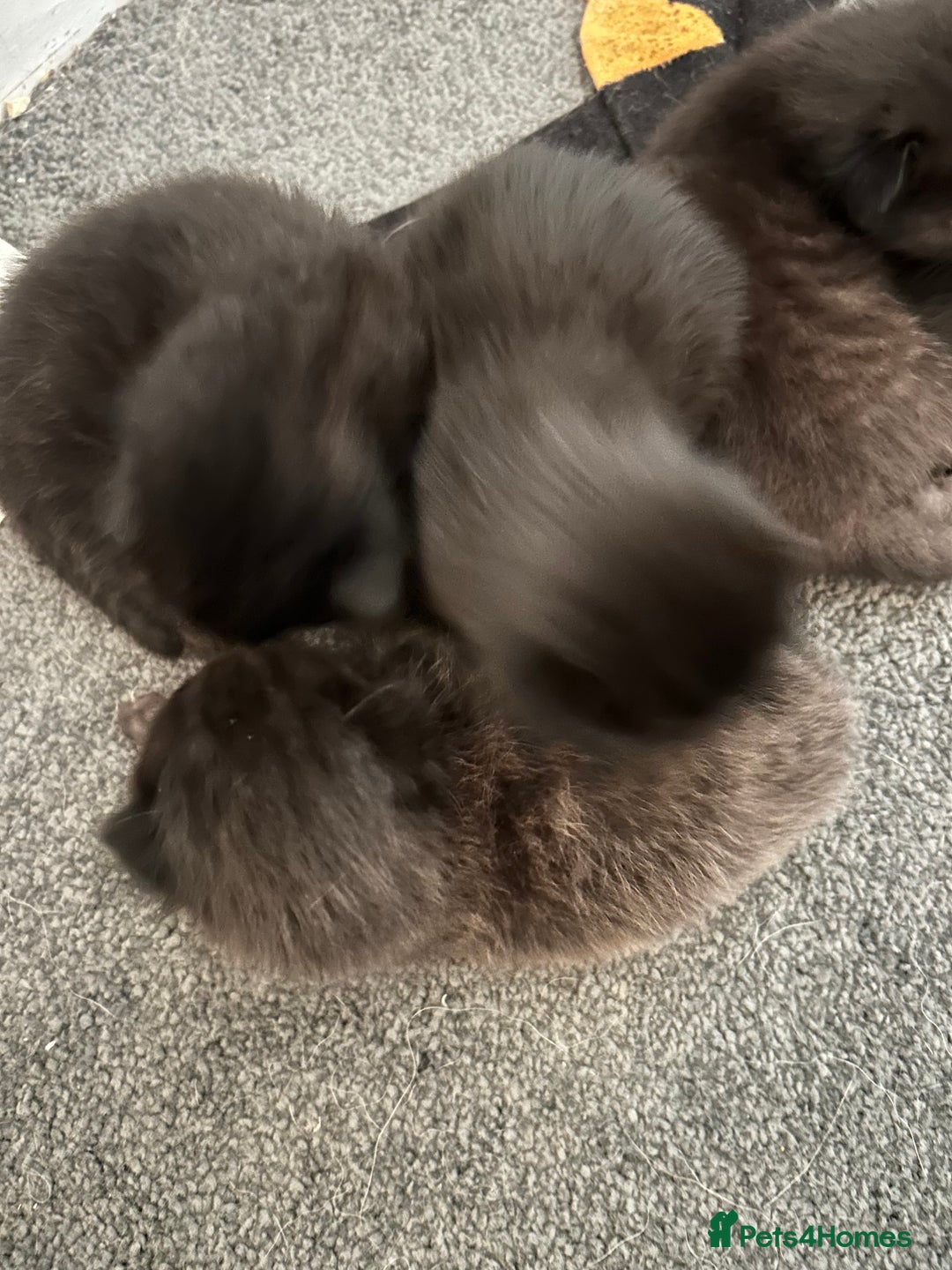 Mixed Breed cats for sale: Our beautiful cat has had a beautiful litter!  - Image 7