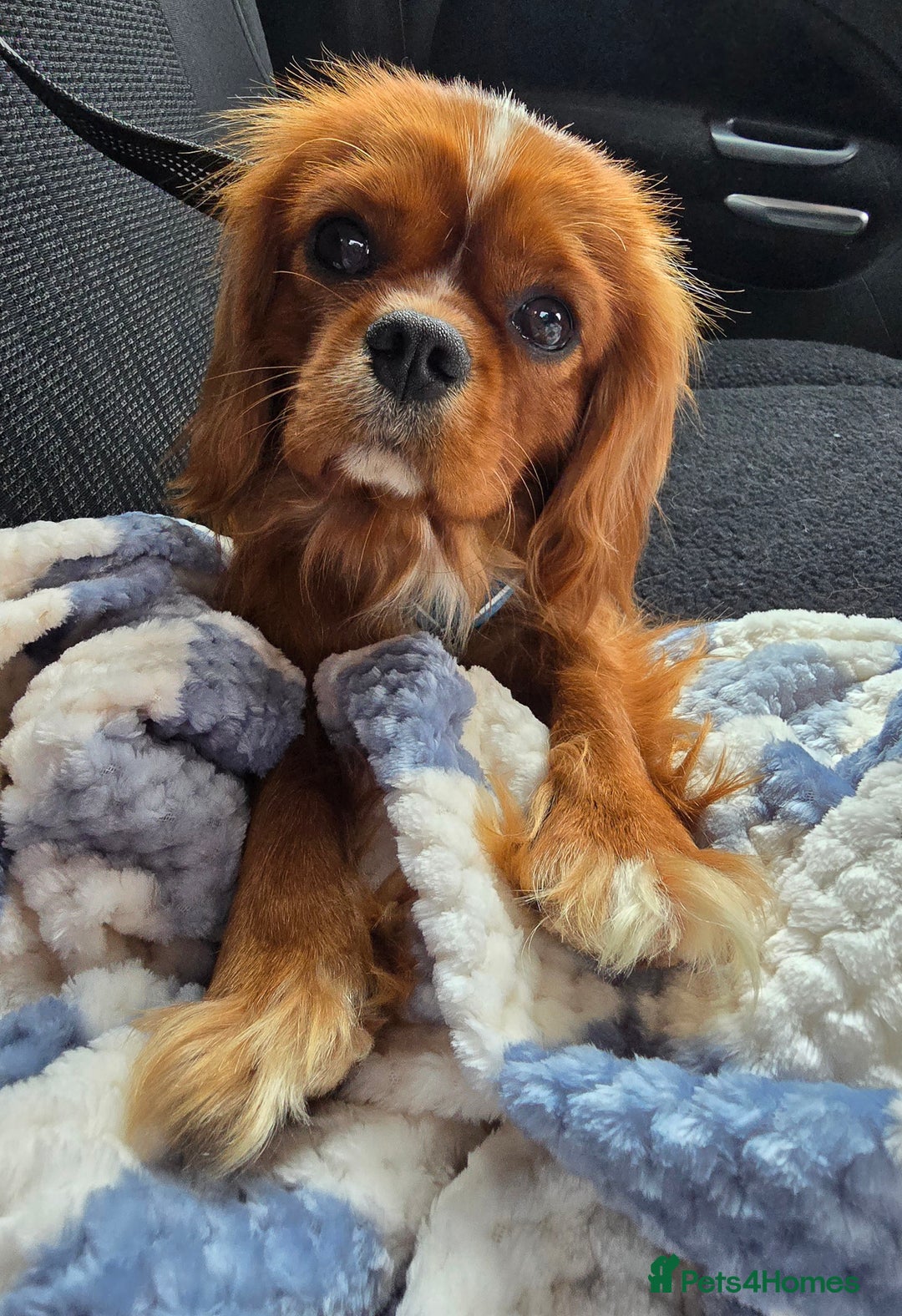 Cavalier King Charles Spaniel dogs for stud: Ruby Cavalier available for Stud - Image 2