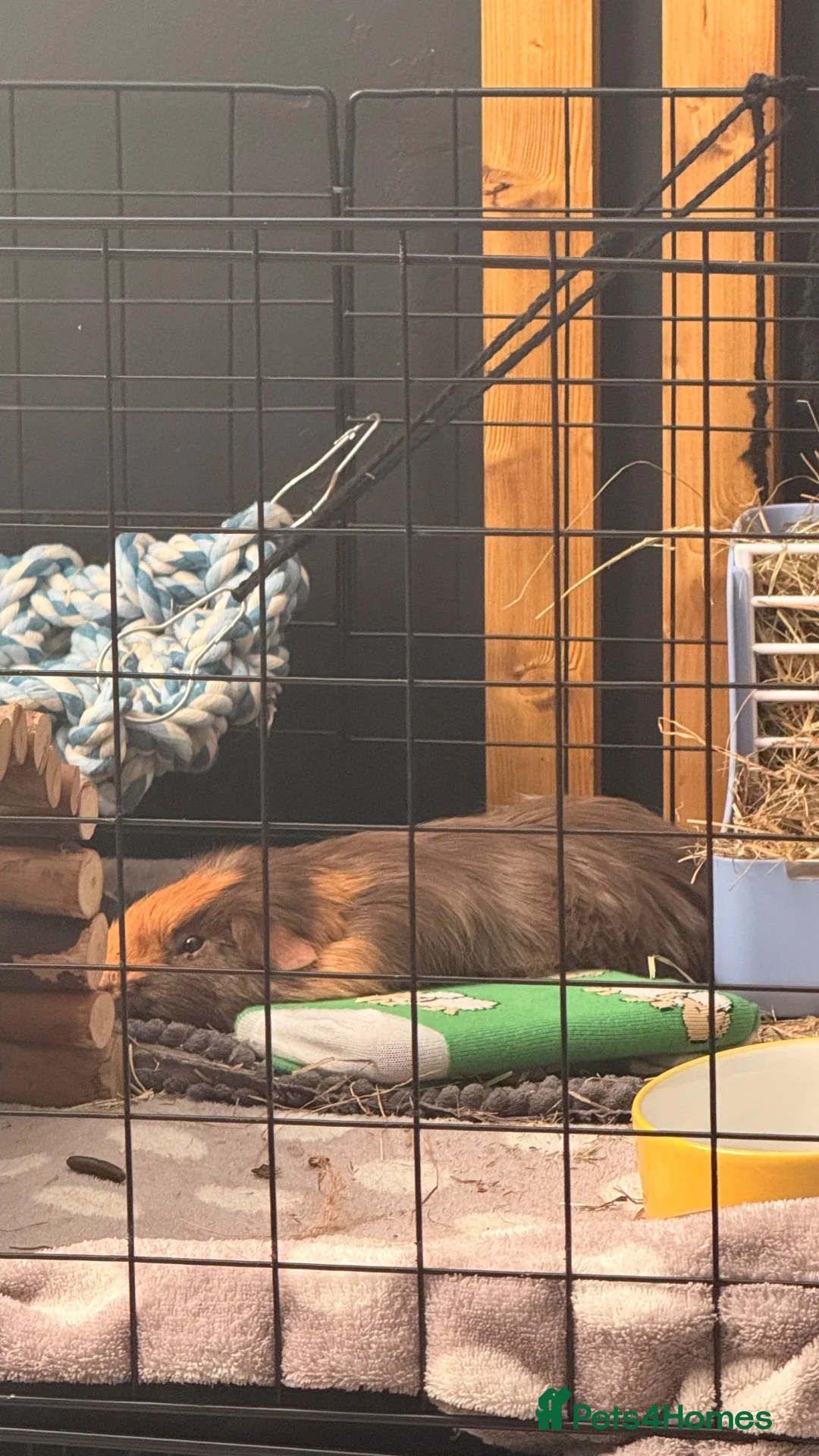 Guinea Pig rodents for sale: Guinea pig  - Advert 2