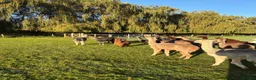 Alpaca livestock for sale: Beautiful BAS Registered Baby Alpacas For Sale! - Advert 9