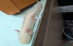 Axolotl reptiles for sale: Axolotl and Set up - Image 3
