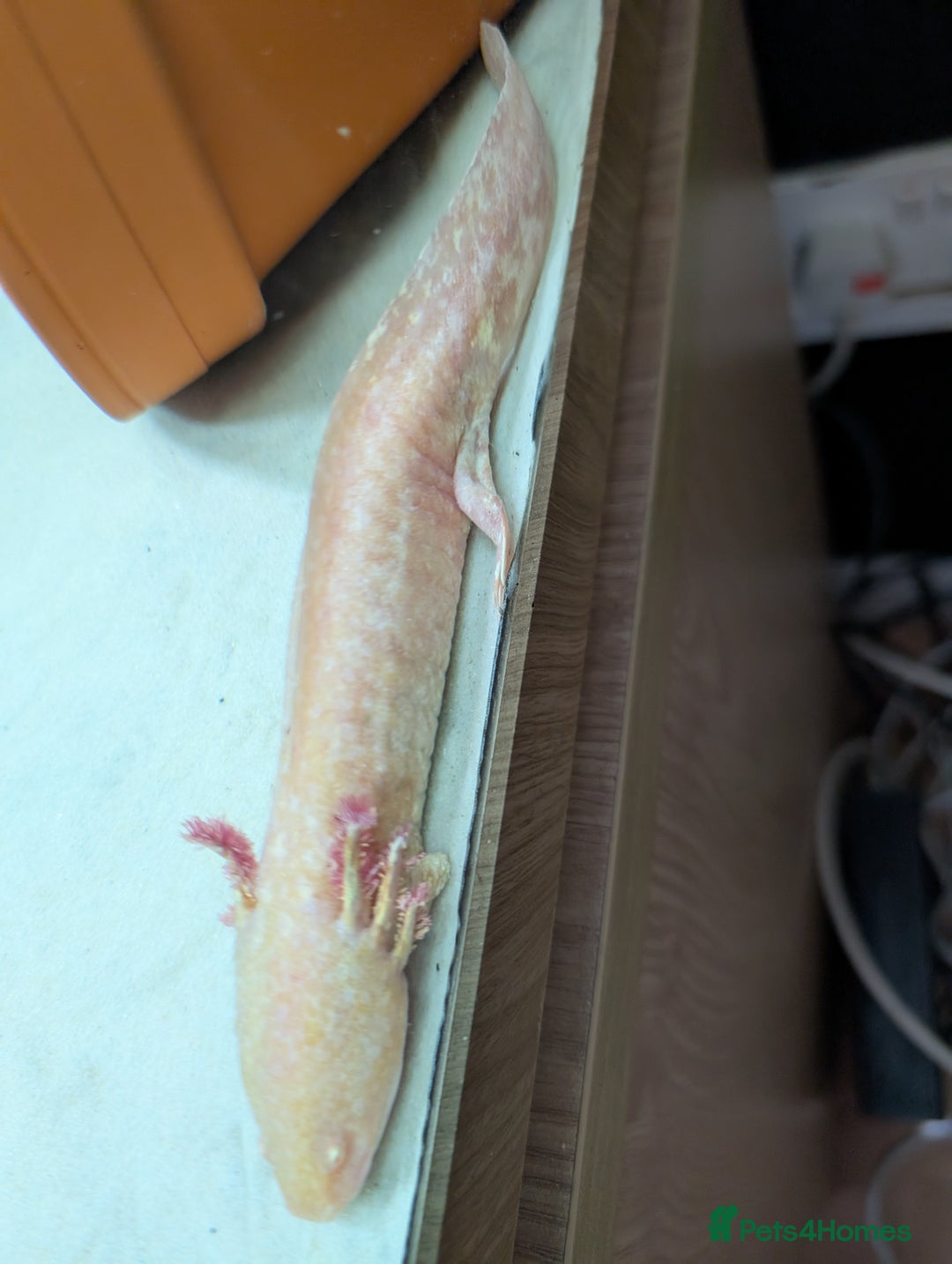 Axolotl reptiles for sale: Axolotl and Set up - Image 3