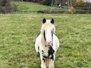 Irish Cob horses ***PROJECT COB FOR SALE*** - Advert 1