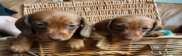 Miniature Dachshund dogs for sale: K.C registered Miniature Dachshund puppies - Advert 1