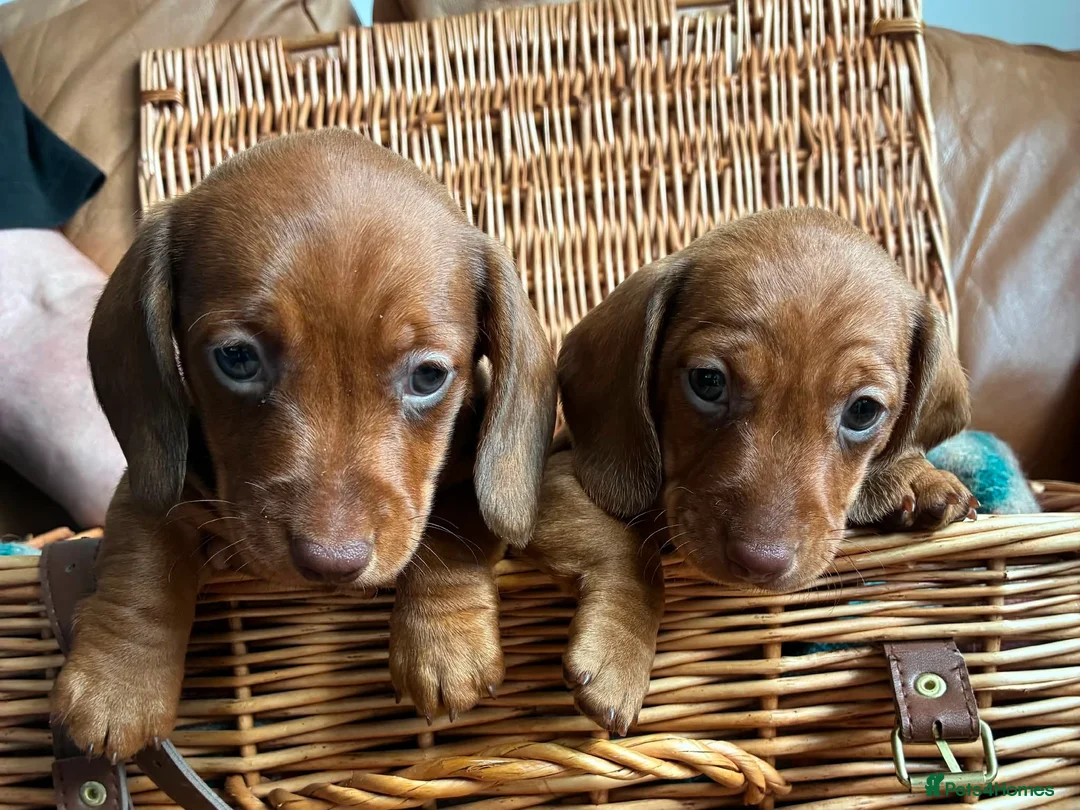 Miniature Dachshund dogs for sale: K.C registered Miniature Dachshund puppies - Advert 1