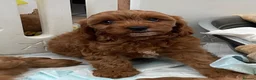 Cavapoo dogs for sale: ADORABLE CAVAPOO PUPPIES  - Advert 22