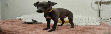 Whippet 5