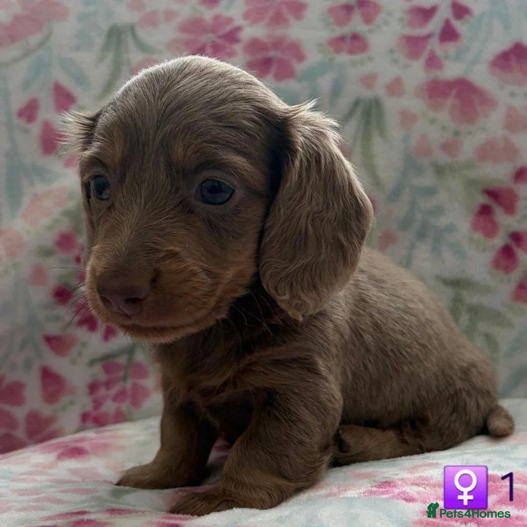 Miniature Dachshund dogs for sale: Beautiful Long-Haired Miniature Dachshund Puppies. in Blackpool - Advert 2