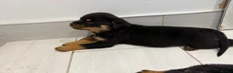 Rottweiler dogs for sale: Beautiful litter of KC Rottweilers  - Advert 14