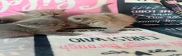 British Shorthair cats for sale: Amazing British shorthair kittens!!!… in Grays - Advert 9