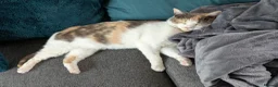 Mixed Breed cats for sale: Nezuko for sale in Dartford - Advert 3