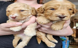 Australian Labradoodle dogs for sale: 💕 Stunning Australian Labradoodles! 💕 - Image 2