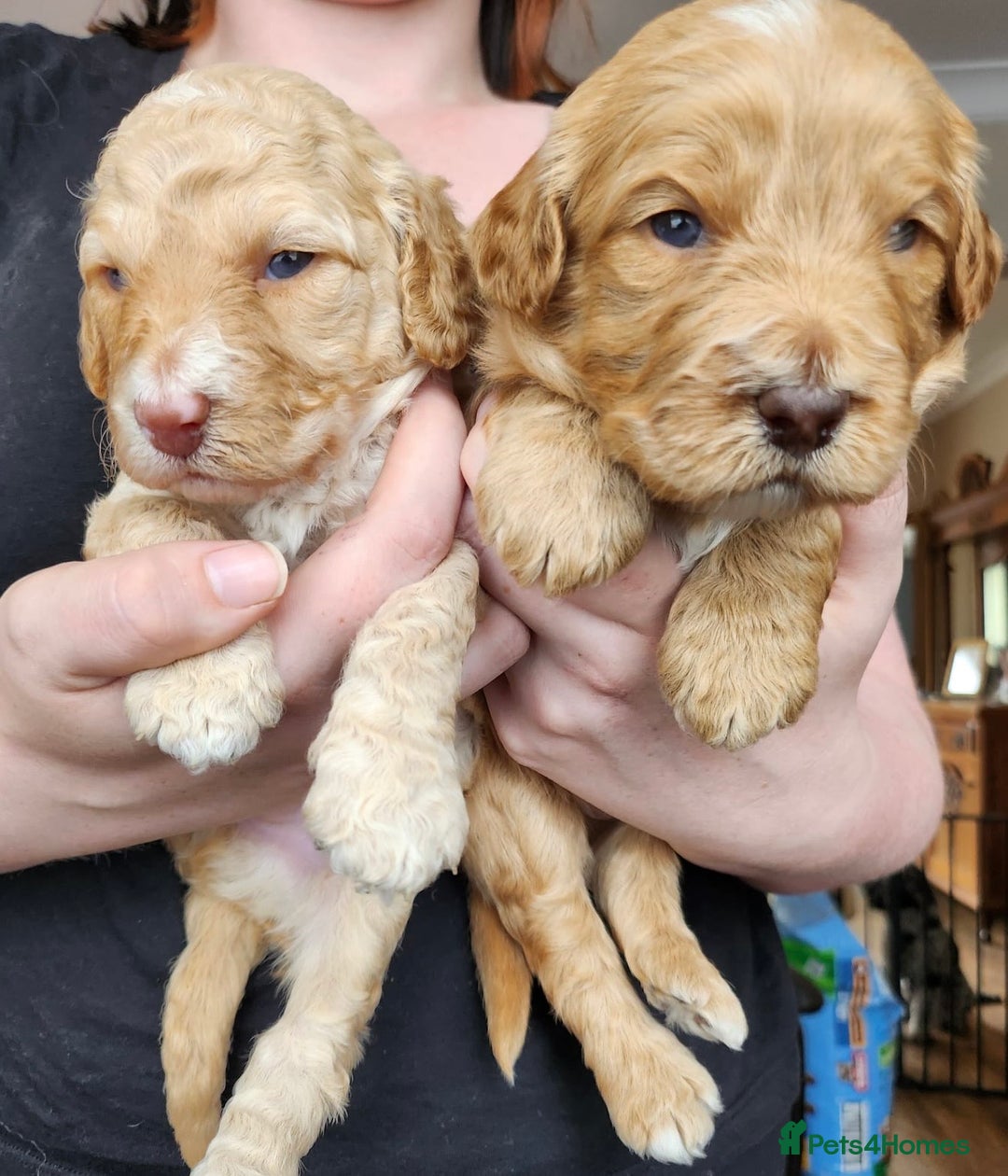 Australian Labradoodle dogs for sale: 💕 Stunning Australian Labradoodles! 💕 - Image 2