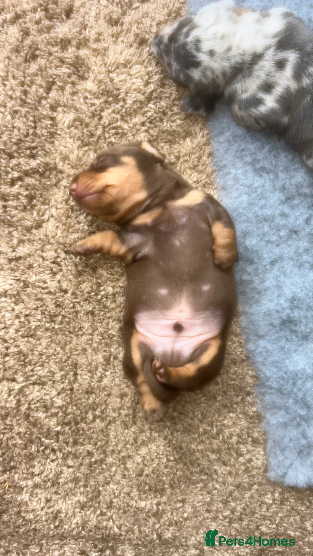 Miniature Dachshund dogs for sale: Kc reg miniature dachshund puppies  - Advert 10