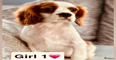 Cavalier King Charles Spaniel dogs - Advert 9