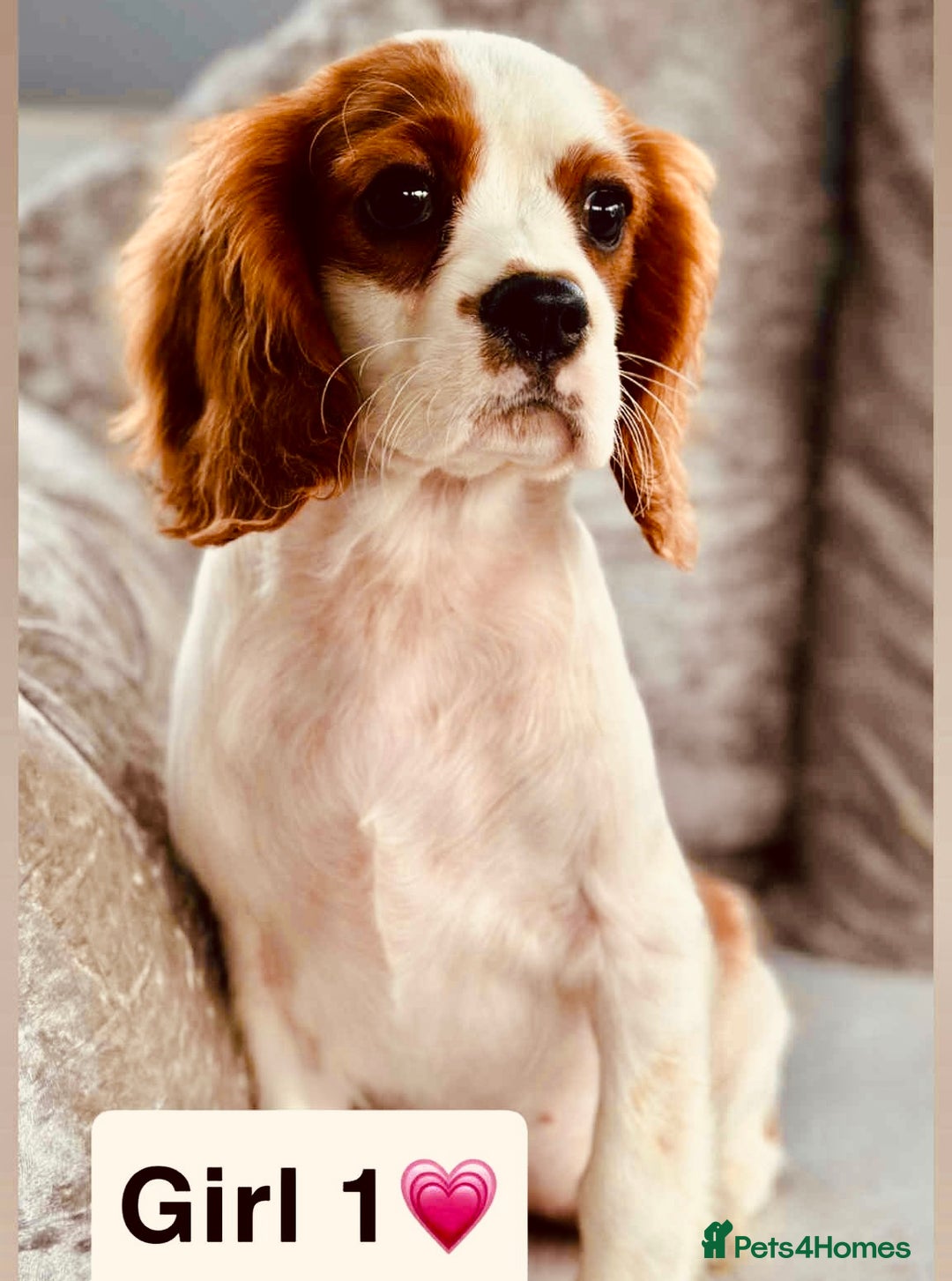 Cavalier King Charles Spaniel dogs for sale: Stunning DNA CLEAR GIRLS  - Image 3