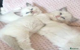 Ragdoll cats for sale: Affectionate, Cuddly, Playful Kittens - Image 4