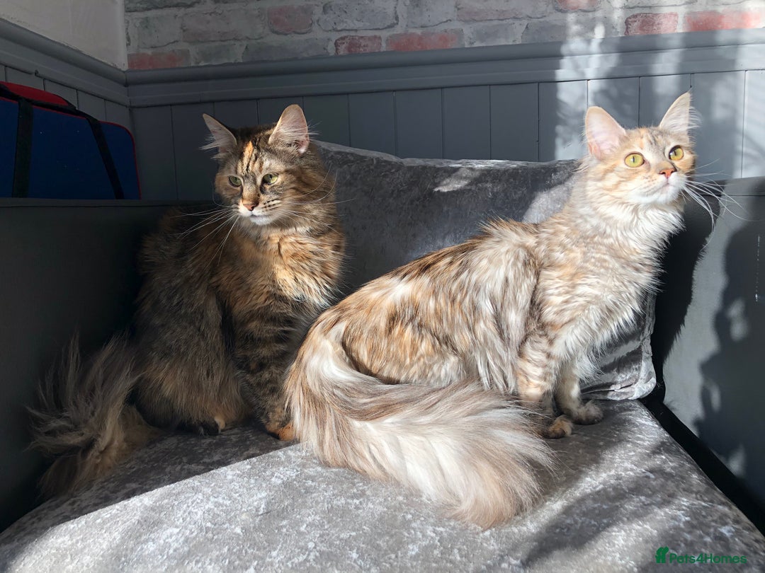 Maine Coon cats for sale: All the kittens sold! 2 red from another Queen ava - Advert 2