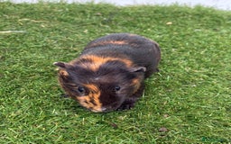 Guinea Pig rodents for sale: Female baby guinea pigs  - Image 25